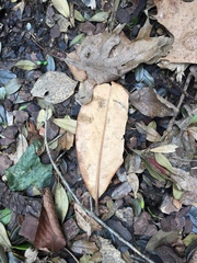 Ilex opaca