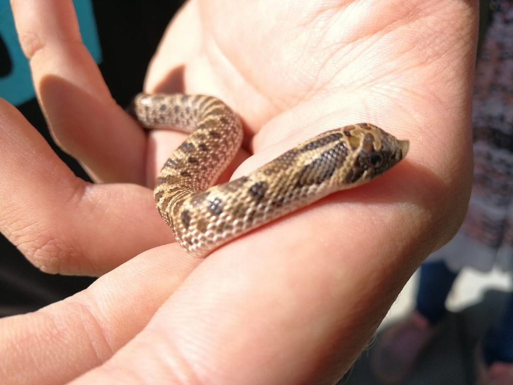 Mexican Hognose Snake from Carretera Zacatecas - Durango, Durango, DGO ...