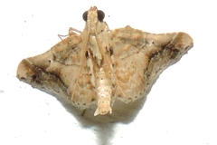 Scenedra decoratalis