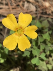 Oxalis texana