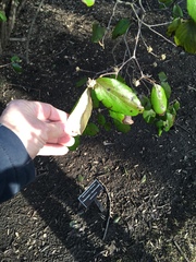 Viburnum × burkwoodii
