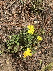 Oxalis texana