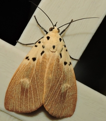 Asota iodamia