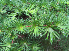 Larix kaempferi