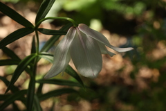Lilium mackliniae