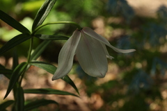 Lilium mackliniae