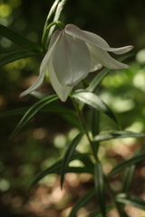 Lilium mackliniae