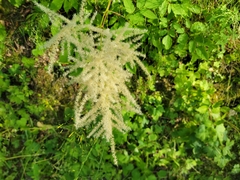 Aruncus dioicus