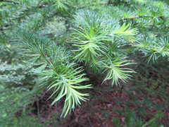 Larix kaempferi