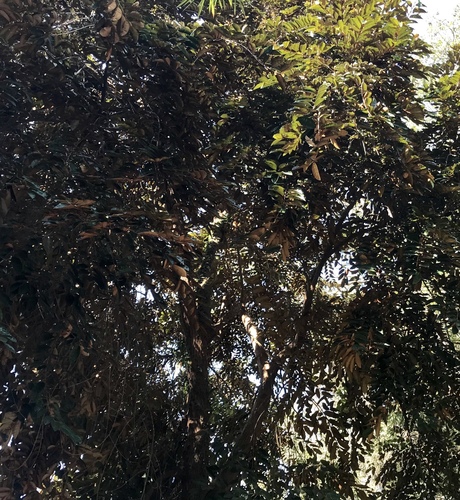 Chrysophyllum cainito