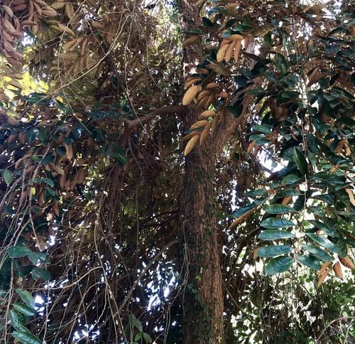 Chrysophyllum cainito