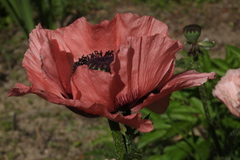 Papaver setiferum