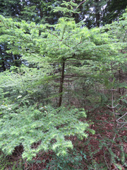 Larix kaempferi