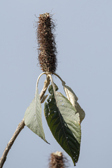 Leucosceptrum canum