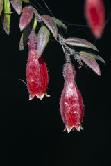 Agapetes serpens