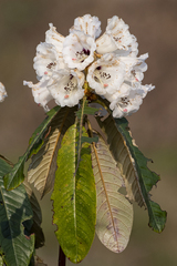 Rhododendron falconeri