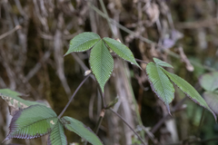 Rubus lineatus