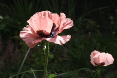 Papaver setiferum