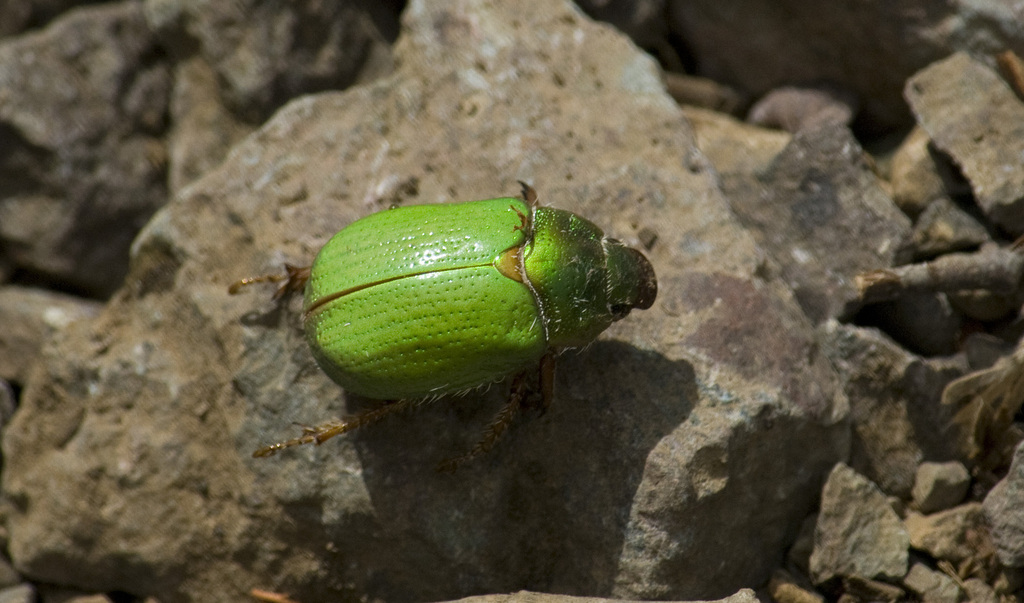 Brachysternus prasinus