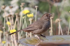 Melozone crissalis