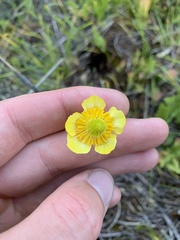 Ranunculus cardiophyllus
