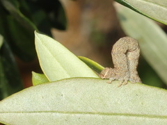 Hyposidra incomptaria