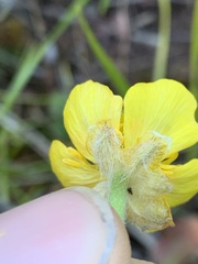 Ranunculus cardiophyllus