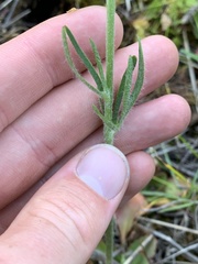 Ranunculus cardiophyllus