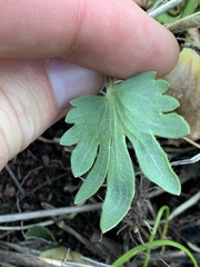 Ranunculus cardiophyllus