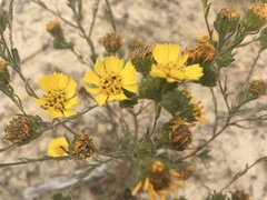 Deinandra corymbosa