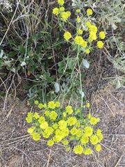 Eriogonum strictum