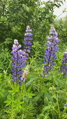 Lupinus nootkatensis