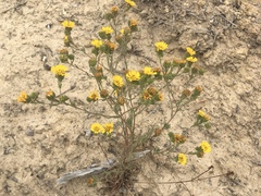 Deinandra corymbosa
