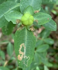 Fomoria hypericella