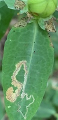 Fomoria hypericella