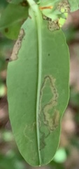 Fomoria hypericella