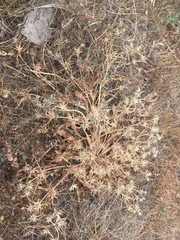 Eryngium aristulatum