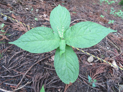 Chloranthus serratus