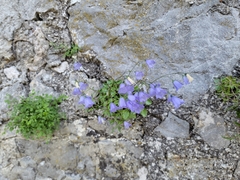 Campanula cochleariifolia