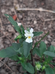 Viola arvensis arvensis