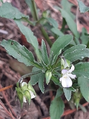 Viola arvensis arvensis