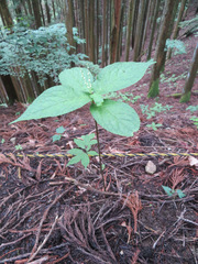 Chloranthus serratus
