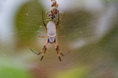 Trichonephila edulis