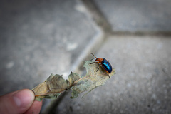 Aplosonyx chalybaeus