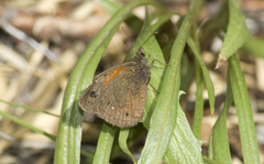 Cosmosatyrus leptoneuroides