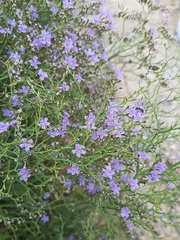 Limonium sommierianum