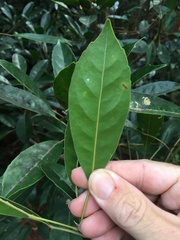 Elaeocarpus eumundii