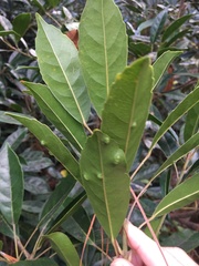 Elaeocarpus eumundii