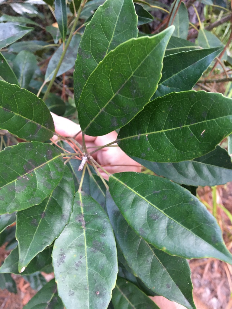 Smooth-leaved Quandong