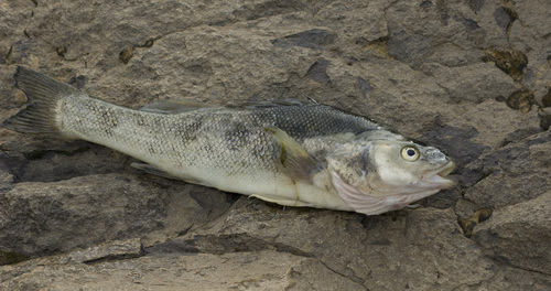 Percichthys trucha